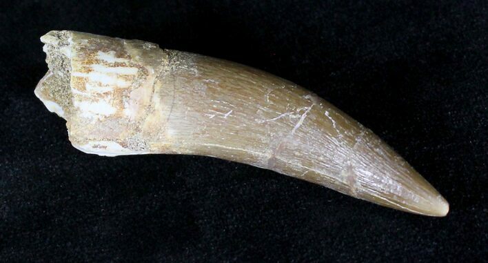 Fossil Plesiosaur Tooth - Cretaceous Reptile #20156